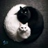 Yin & Yang