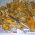 Chanterelle comestible, giroll