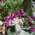 Cyclamen repandum