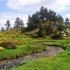 Floraison des rhododendrons et