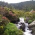 Floraison des rhododendrons et