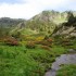 Floraison des rhododendrons et