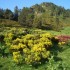 Floraison des rhododendrons et