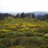 Floraison des rhododendrons et