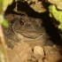 Un squatter dans mon talus