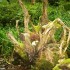 Champignons au bord de l'eau, 