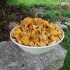 Girolles du jour