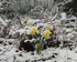 Narcisses sous la neige