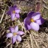 Crocus