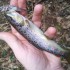 Petite sortie pêche à coté de chez moi,