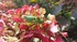 Criquet vert dans mes hortensia