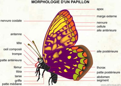 JOLI PAPILLON