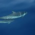 dauphins