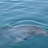 dauphins