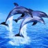 dauphins