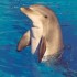 LES DAUPHINS