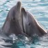 LES DAUPHINS