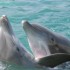 LES DAUPHINS