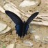 LES PAPILLONS
