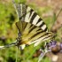 LSS PAPILLONS