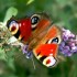 LES PAPILLONS