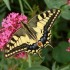LES PAPILLONS