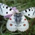 LES PAPILLONS