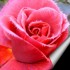 LA ROSE POILUE