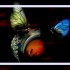 LES PAPILLONS