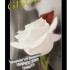 KDO POUR GISOU