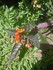 Des fleurs...