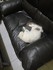 La vie des chats...