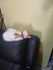 La vie des chats...