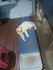 La chatte a table...
