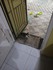 Un peu des chats...