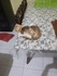 La vie des chats...