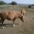 les poneys shetlands:commençons par gare