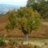 les Pyrénées en Automne