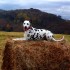 les Pyrénées en Automne