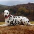 les Pyrénées en Automne