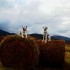 les Pyrénées en Automne