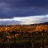 Les vignes en Automne