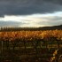 Les vignes en Automne