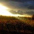 Les vignes en Automne