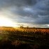 Les vignes en Automne