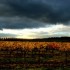 Les vignes en Automne