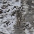 sorti pyrénée à la neige