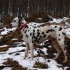 sorti pyrénée à la neige