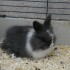 Premier lapins angora anglais nés à la m