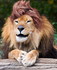 Coiffure De Lion